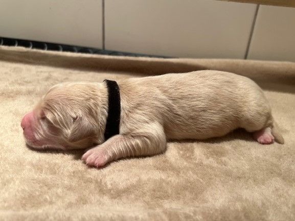 Iratiko - Chiots disponibles - Golden Retriever
