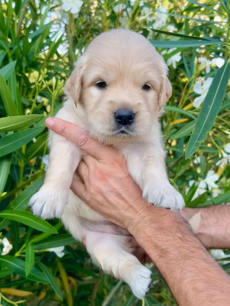 Iratiko - Chiots disponibles - Golden Retriever