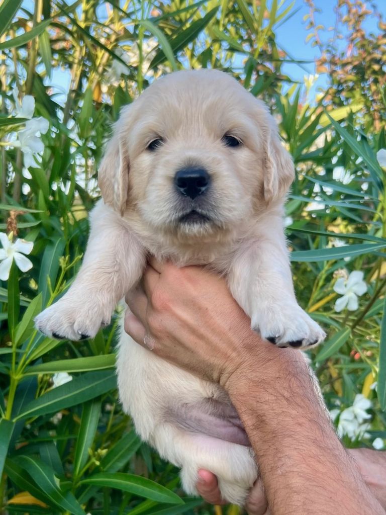 Iratiko - Chiots disponibles - Golden Retriever