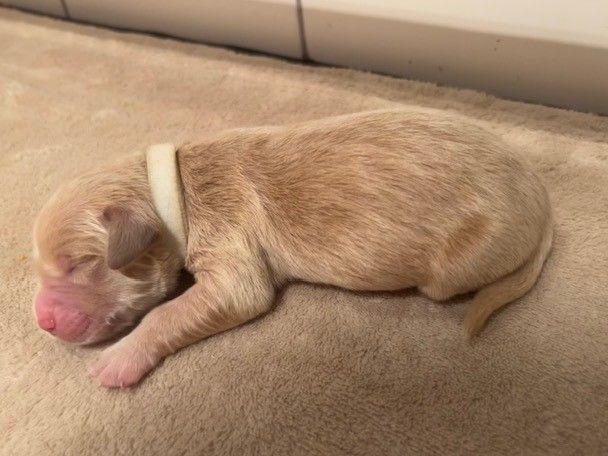 Iratiko - Chiots disponibles - Golden Retriever