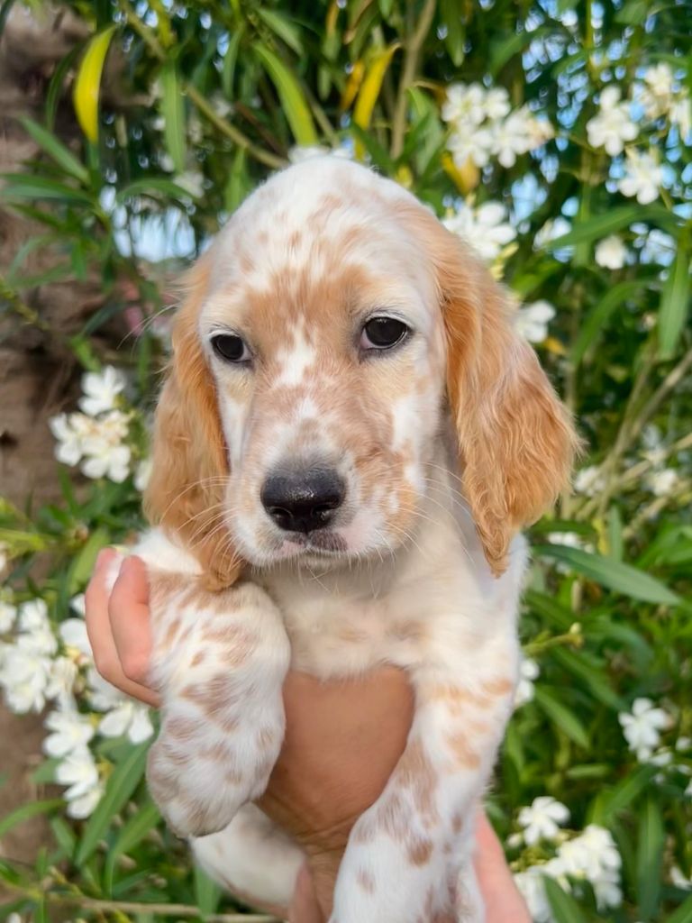 Iratiko - Chiots disponibles - Setter Anglais