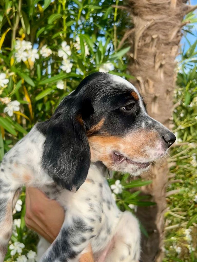 Iratiko - Chiots disponibles - Setter Anglais